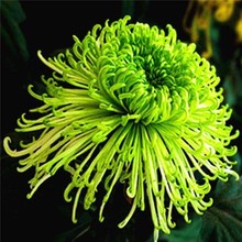 大菊花mp带花苞花卉sp物室内外庭院阳台盆栽绿四季开花