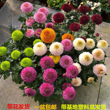 乒乓菊mx栽重瓣球形hm台开花植物带花花卉花期长耐寒