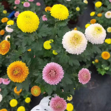 乒乓菊mx栽带花鲜花hm彩缤纷千头菊荷兰菊翠菊球菊真花