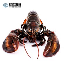 鲜活龙mx大鲜活波士hz澳洲特大波龙奥龙波斯顿海鲜水产大活虾