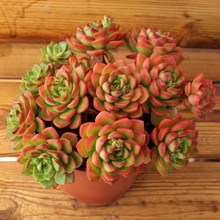 ƴ��԰�ն�����Ƕ���ֲ��