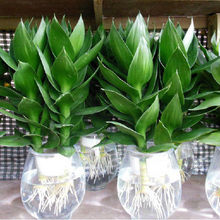 [nerkhiran]ˮ��칫������ֲ��������