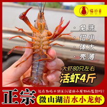 微山湖oq清水(小)活体if特大新鲜大虾养殖活虾4斤装