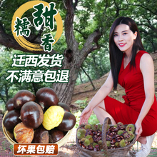 20年p2栗 生 新q2迁西板栗燕山野生(小)毛迁西(小)伟板栗包邮