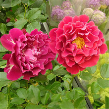 浩田花pc新品【魅力hr像菊花瓣的花朵超美月季花苗包对款
