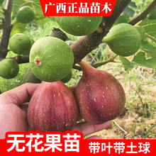 南方pu北方种盆栽hi果树苗 当年结果无花果树苗