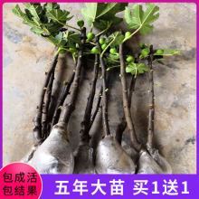 无花果pu苗果树苗波hi栽地栽南北方四季种植当年结果带果发货
