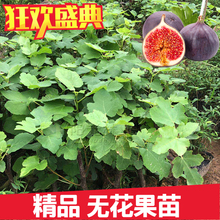 无花果pu苗四季种植hi台盆栽青皮无花果当年结果南方北方地栽