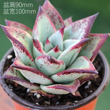 多肉植pu乌木黑檀汁an肉办公室桌阳台盆栽花卉血斑乌木趣味