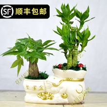 发财树qd栽大植物室pf室桌面客厅(小)盆景招财树苗绿植花卉盆栽