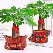 【送肥qd】发财树盆pf客厅好养绿植花卉办公室(小)盆景水培植物