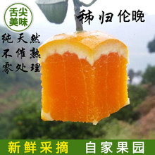 伦晚新qh甜橙子现摘yw妇宝宝水果当季秭归非赣南包邮