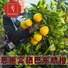 湖北恩qh三峡特产新yw巴东伦晚甜橙子现摘大果10斤包邮