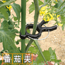 番茄架qr种菜黄瓜西wg定夹子夹吊秧支撑植物铁线莲支架