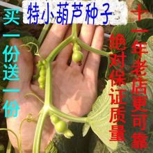 20粒qx正特(小)手捻tg美国迷你阳台文把玩盆栽草里金铁包金