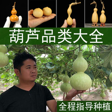 种子特qx巨型手捻籽tg子异形春季阳台种绿植