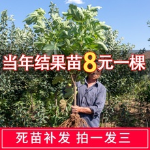 无花果qz果苗盆栽地kj结果特大新疆四季种植波姬红树