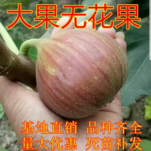 无花果qz苗盆栽地栽kj方种植无花果带果发货当年结果