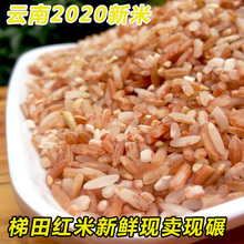 红大米sa0斤红米 ge家自产2020年新米梯田红色软香米糙米粗粮