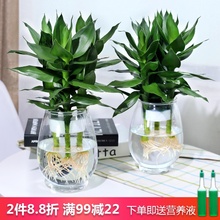 水培植sc玻璃瓶观音xw竹莲花竹办公室桌面净化空气(小)盆栽