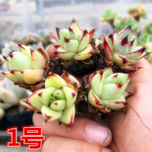 东云系sc肉植物乌木xw汁黑边乌木控养状态佳一物一拍办公室内