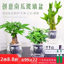 发财树se萝办公室内2b面(小)盆栽栀子花九里香好养水培植物花卉