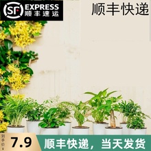 绿萝发se树碧玉袖珍2b竹九里香花卉办公室内水培绿植物(小)盆栽