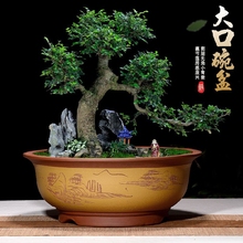 紫砂特sh口径圆形碗fw多肉盆栽花盆客厅室内阳台种树盆景盆