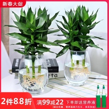 水培植sh玻璃瓶观音qs竹莲花竹办公室桌面净化空气(小)盆栽