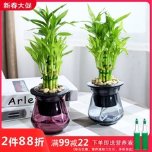 富贵竹si栽植物 观an办公室内桌面净化空气(小)绿植盆栽
