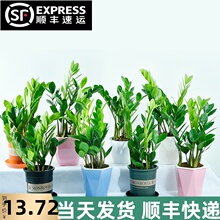 金钱树si栽植物室内an公室客厅钱串子四季常青招财发财树盆景