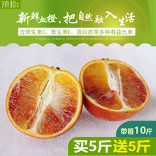 开州椪sm纽荷尔柳橙db橙孕妇橙红心橙塔罗科橙玫瑰香