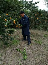 四川农sm自产自销塔db0斤红橙子新鲜当季水果包邮