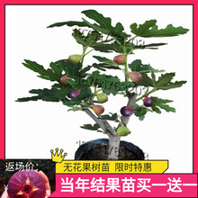 无花果sq苗南北方四ny盆栽当年结果地栽青皮无花果树