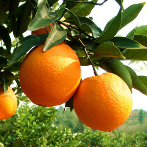 【橙子树苗果树价格】最新橙子树苗果树价格\/