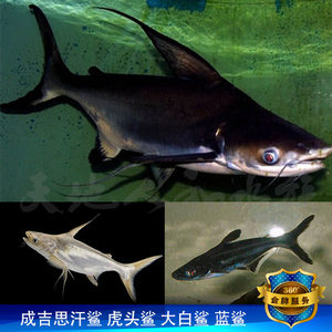 成吉思汗 span class=h>鲨 /span>高鳍虎头 span class=h>鲨 /span>