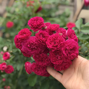 虎嗅 span class=h>精 /span>品 span class=h>日本 /span>有刺红罗