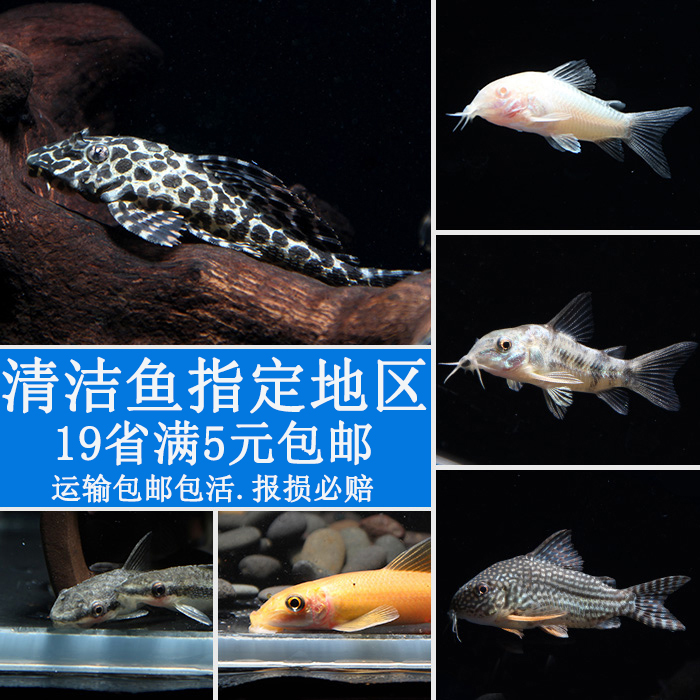 清道夫工具魚金苔鼠老鼠魚小精靈熊貓鰍鬍子琵琶清潔魚底棲魚活體