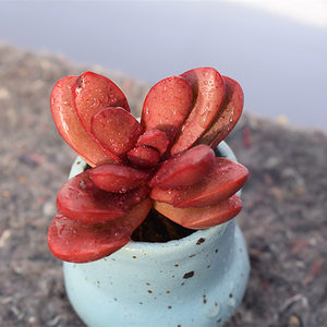 厚叶克拉夫多肉植物红色萌肉肉桌面拼盘组合迷你盆栽花卉防辐射