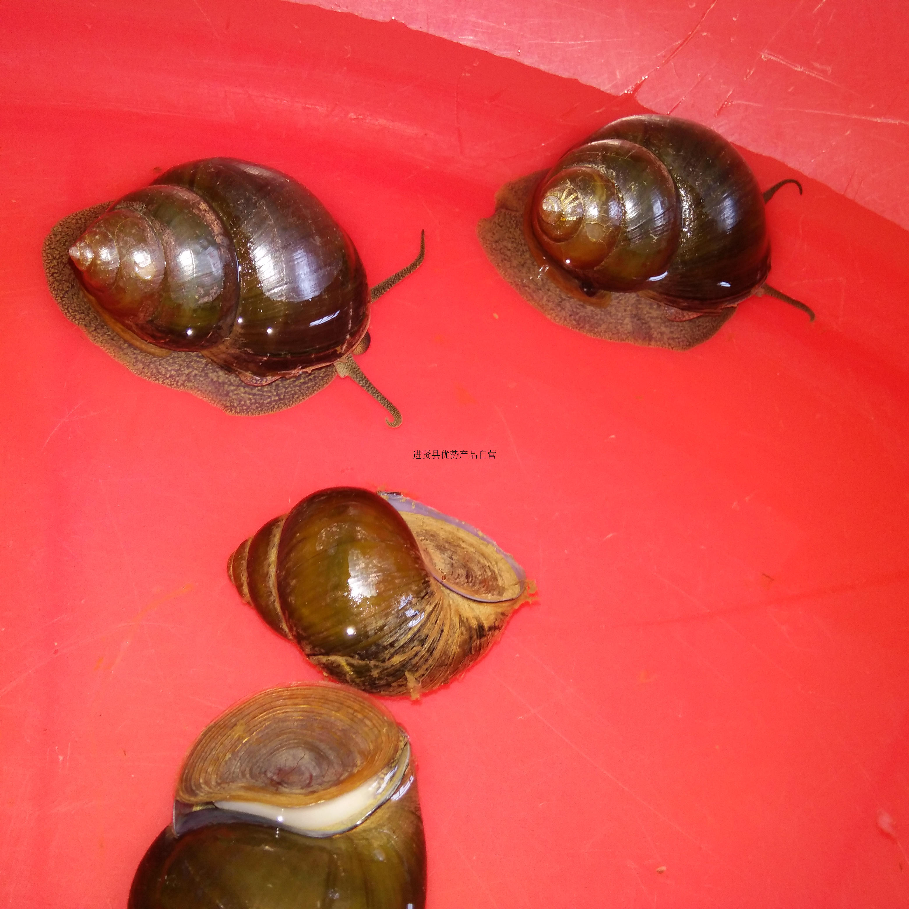 农家特产野味河鲜野生田螺清水大田螺新鲜活体螺狮1斤装,2斤包邮