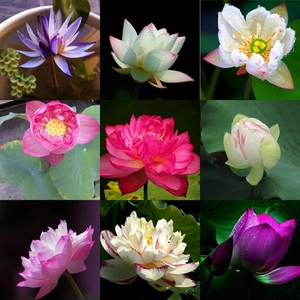 四季碗莲种子已开口水培花卉盆栽植物睡莲水生迷你荷花莲花种子