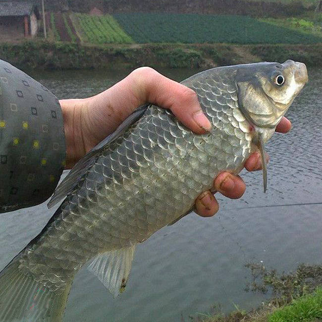6折) 天猫 侠之翼纯野生鲫鱼 健康野生食用鱼新鲜淡水现捕速冻河鱼
