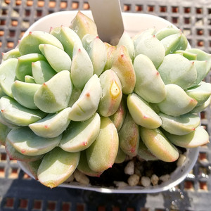 阿兰塔群月冠多肉植物 span class=h>盆 /span>栽组合一物一拍阿猫 