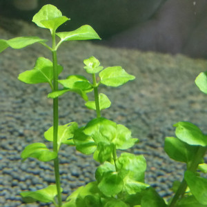 【苹果草水草】_苹果草水草品牌精选 - 好便宜网