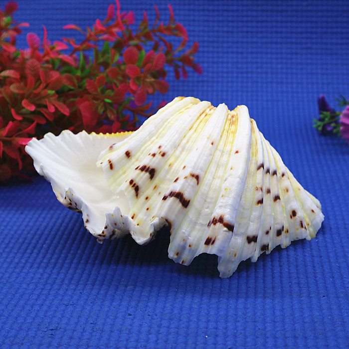 天然成对贝壳佛手贝 鱼缸造景利器 家居摆件果盘创意烟灰缸盆栽