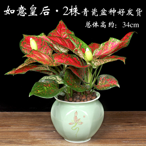 class=h>植物 /span>吉利紅滿堂紅如意皇后 span class=h>萬年青 