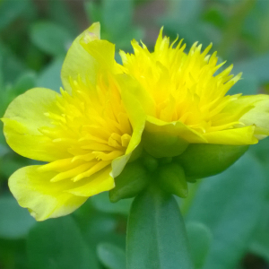 黄色太阳花图片
