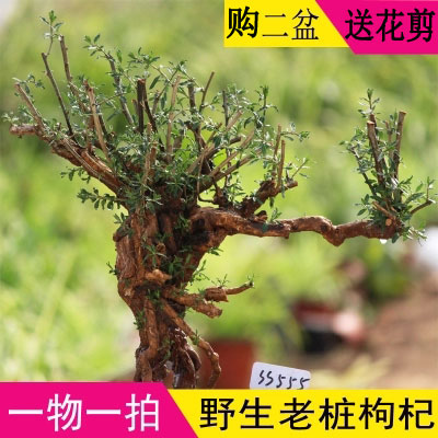 枸杞樹苗盆栽包郵室內盆景庭院野生植物樹樁造型黑枸杞南北方種植