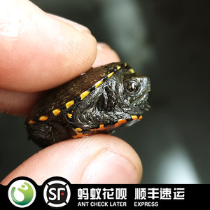 【观赏龟水龟图片】观赏龟水龟图片大全