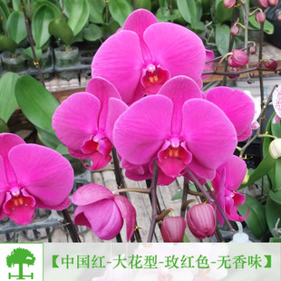蝴蝶兰花苗大苗盆栽 中国红 大花型保证对版 华通园艺之家